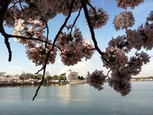 Load image into Gallery viewer, Moleskine Limited Edition Sakura Notebook