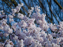 Load image into Gallery viewer, Flowering Cherry Blossom Seed Grow Kit
