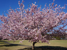 Load image into Gallery viewer, Flowering Cherry Blossom Seed Grow Kit
