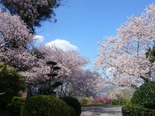 Load image into Gallery viewer, Moleskine Limited Edition Sakura Notebook
